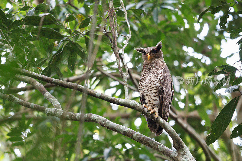 夜行鸟:成年雌性斑腹鹰鸮，又称森林鹰鸮(Bubo nipalensis)